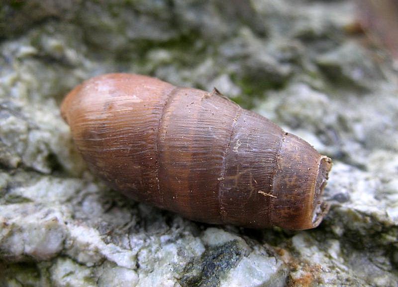 Rumina decollata